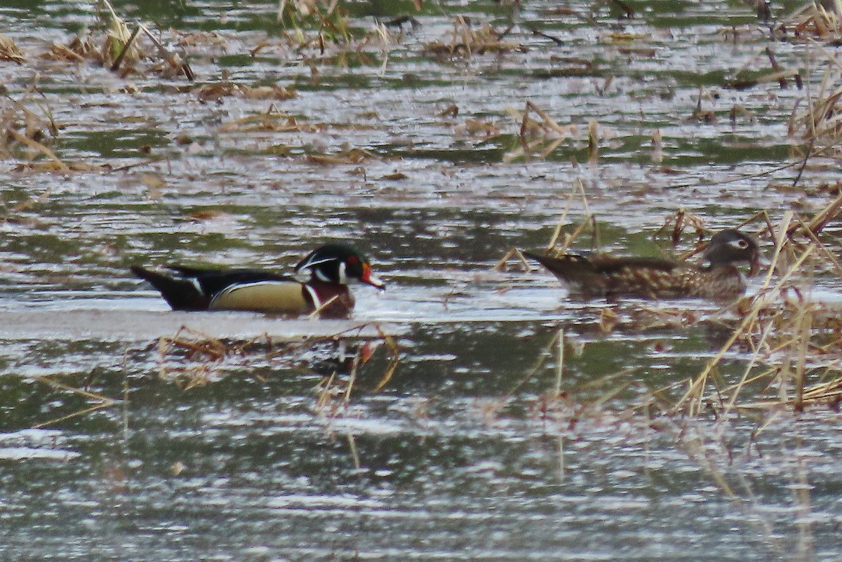 Wood Duck - ML555971521