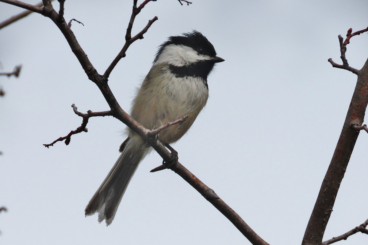 Mésange à tête noire - ML555972021