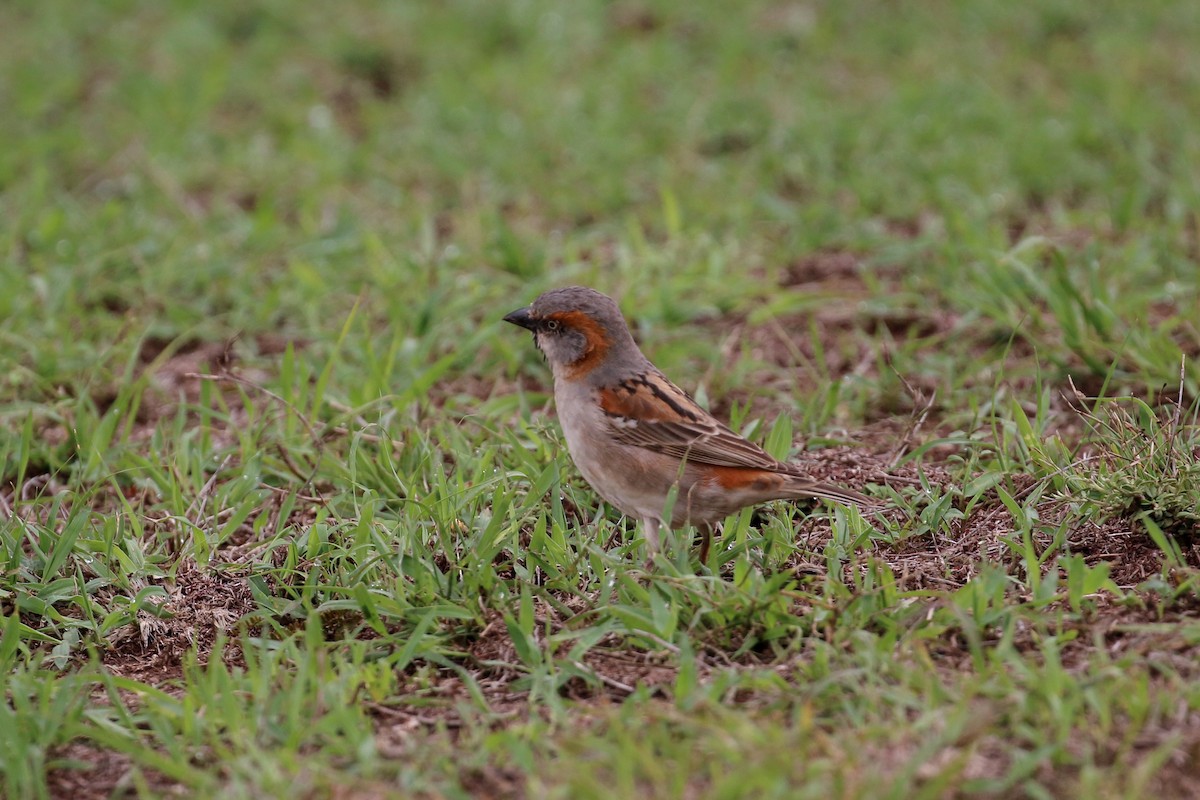 Kenya Rufous Sparrow - ML55597281