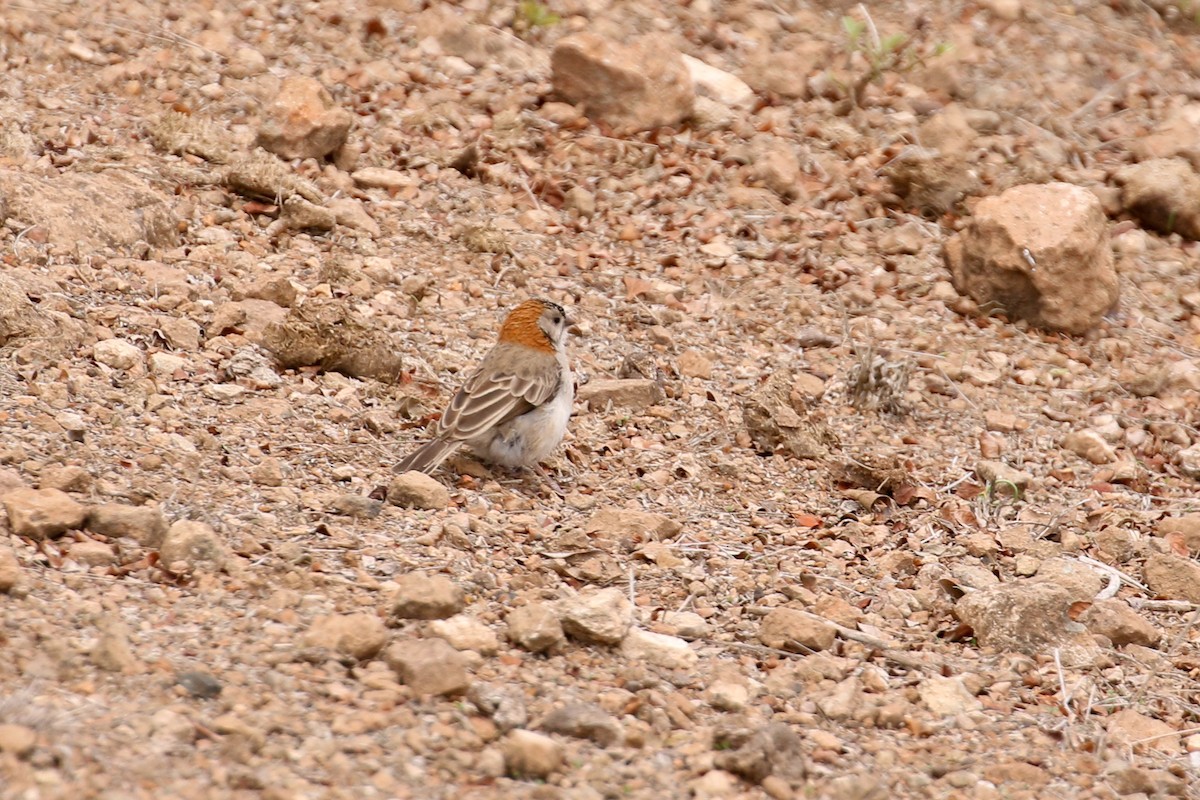 Speckle-fronted Weaver - ML55597291