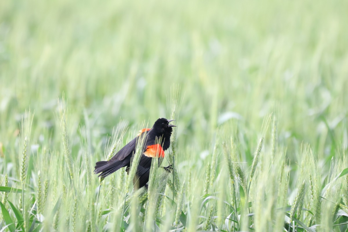 Red-winged Blackbird - ML555974001