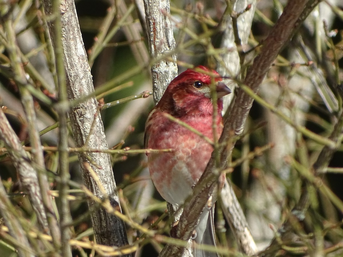 Purple Finch - ML555974381