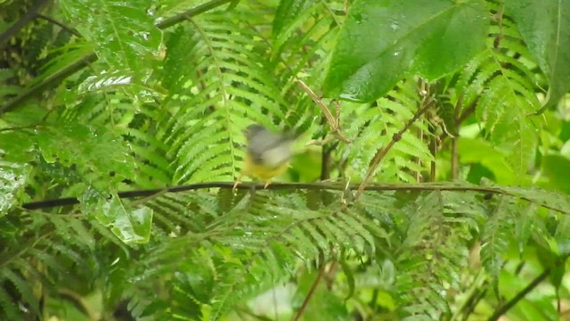 Canada Warbler - ML555975821