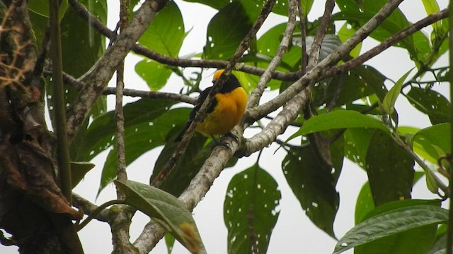 Orange-bellied Euphonia - ML555976061