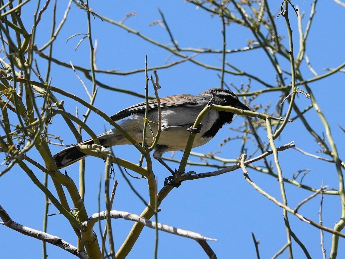 Black-throated Sparrow - ML555976461