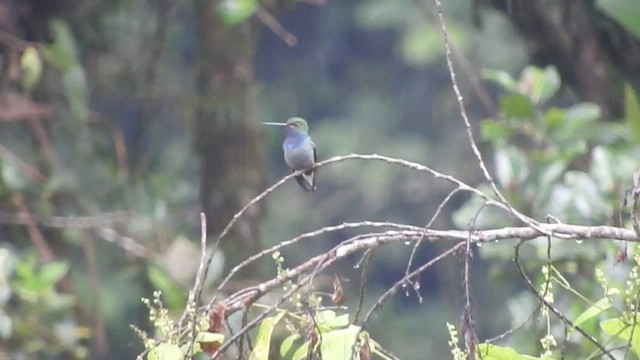 Colibrí de Bouguer Oriental - ML555977011