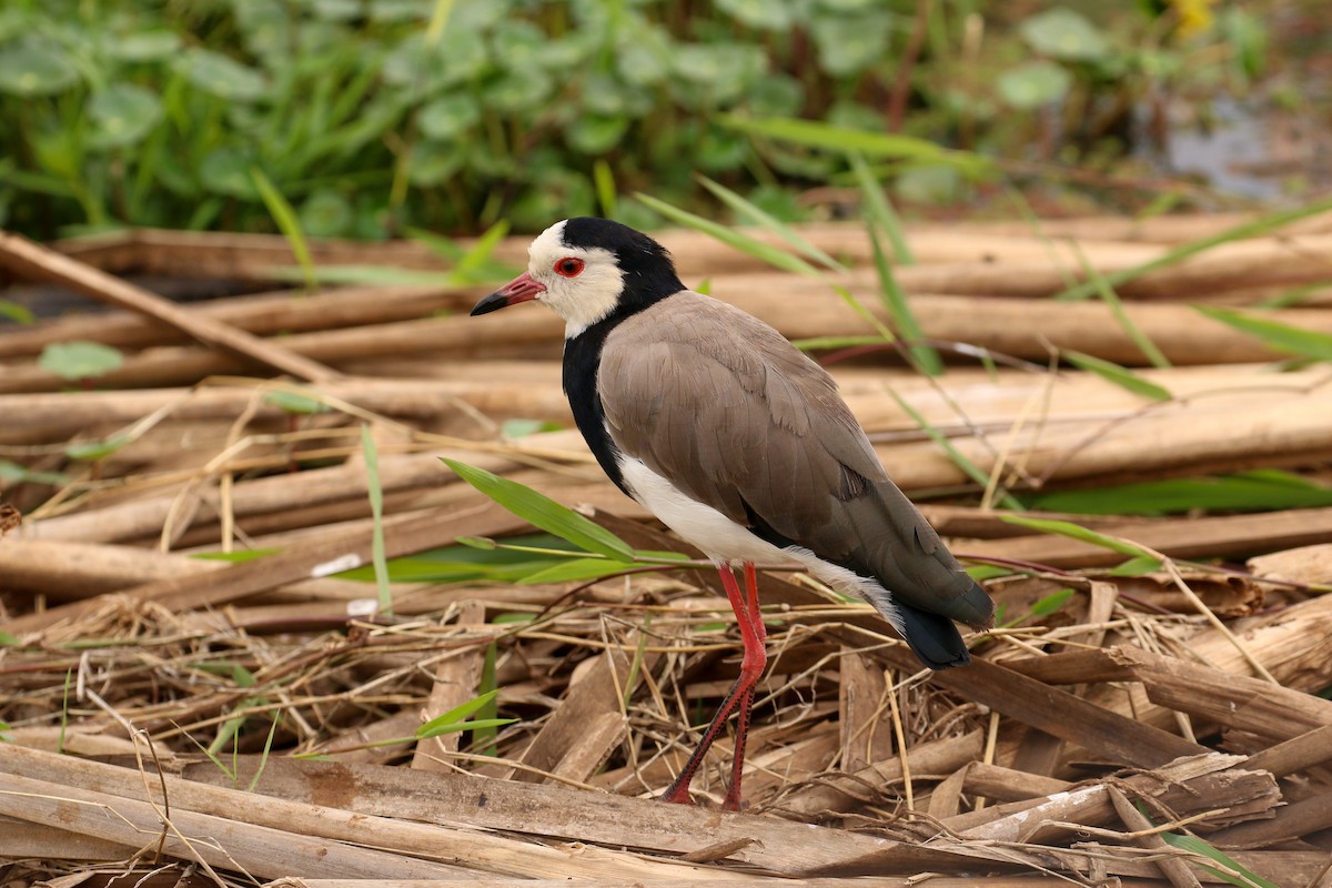 Long-toed Lapwing - ML55597841