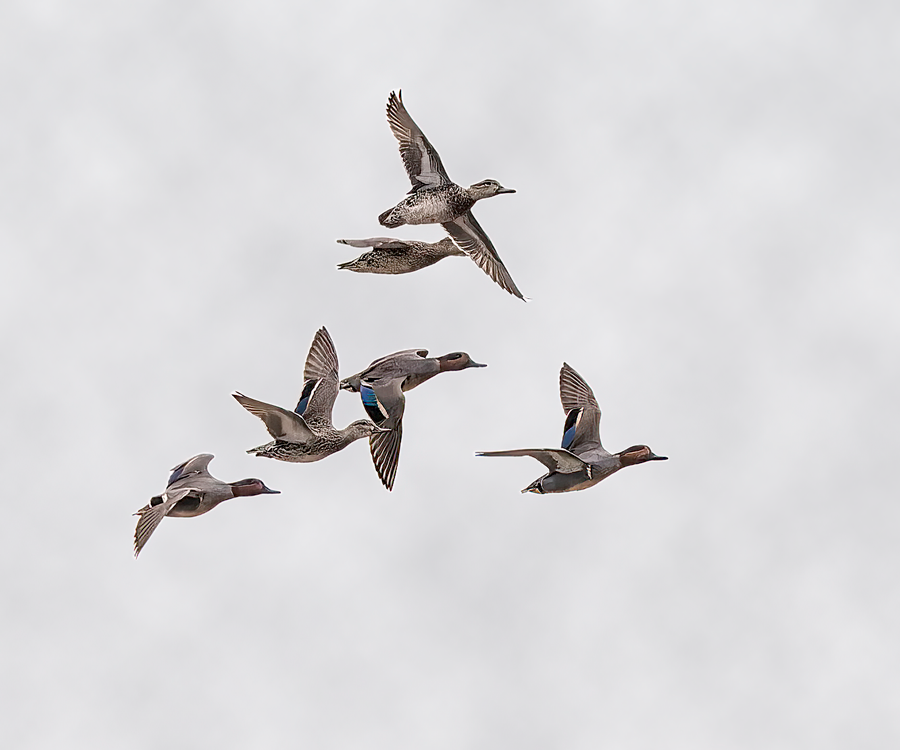 Green-winged Teal - ML555982081