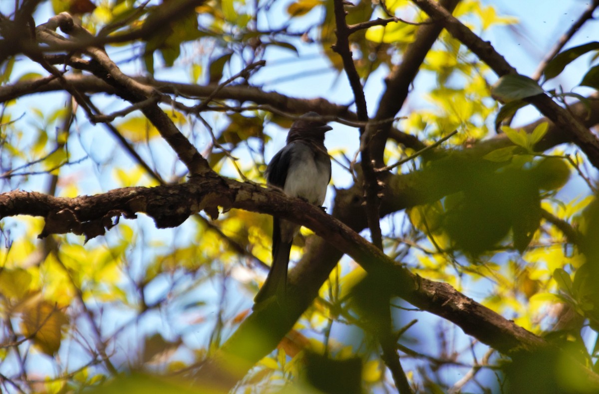 White-bellied Drongo - ML555982271