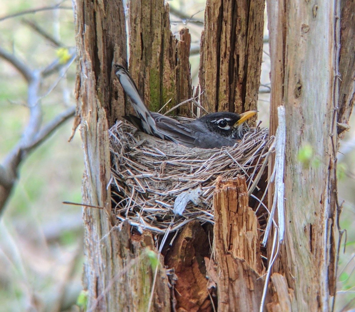 American Robin - ML55598581