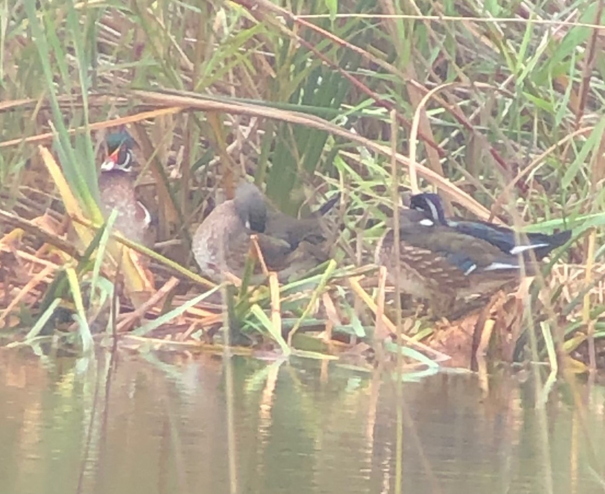 Wood Duck - ML555988291