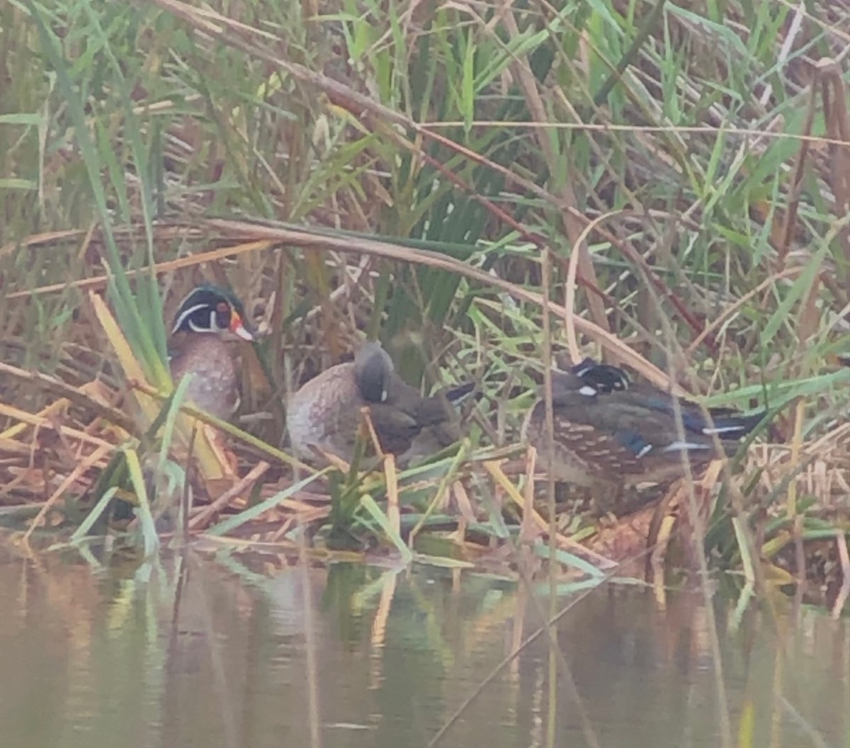 Wood Duck - ML555988381
