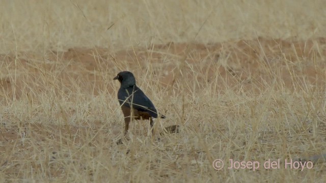 Chestnut-bellied Starling - ML555988691