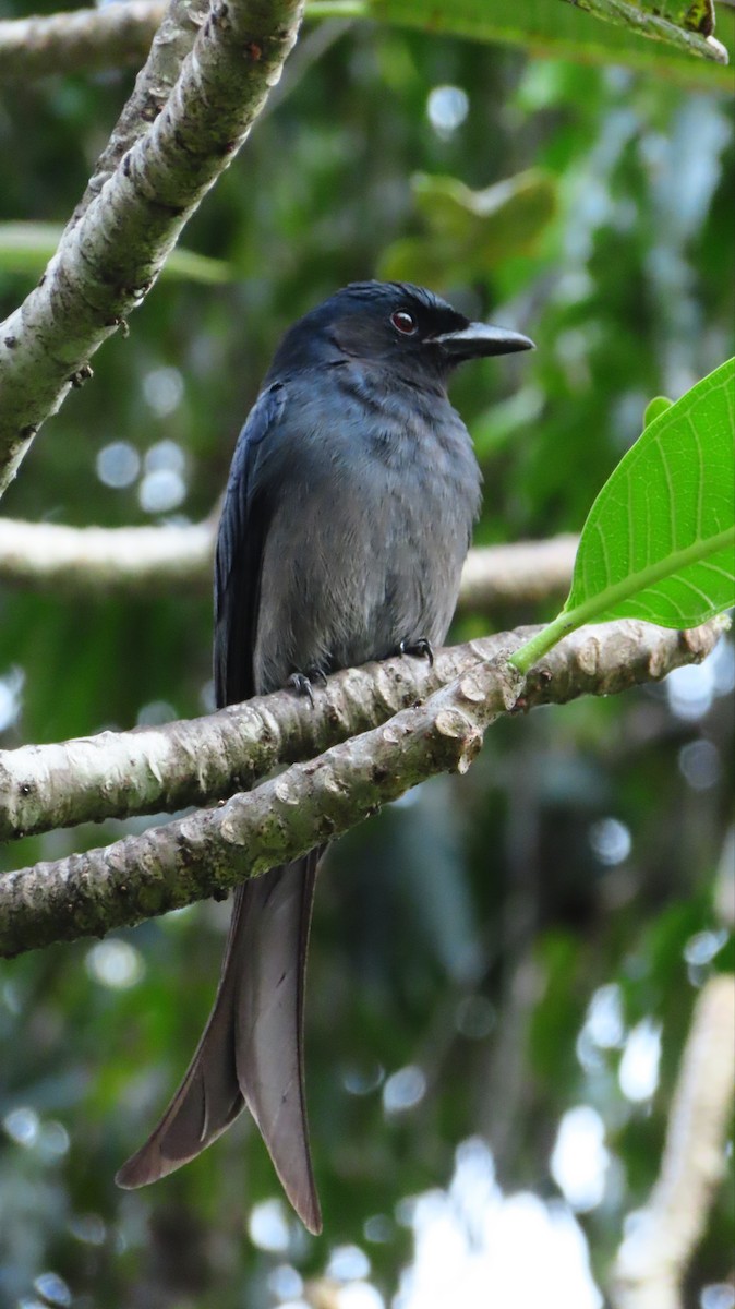 Ak Karınlı Drongo - ML555988881