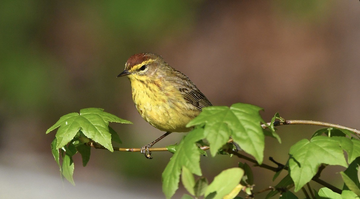 Palm Warbler - ML555988921