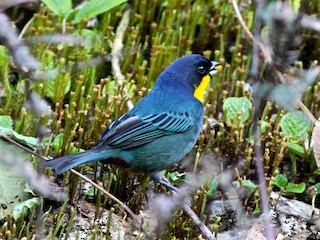  - Purplish-mantled Tanager