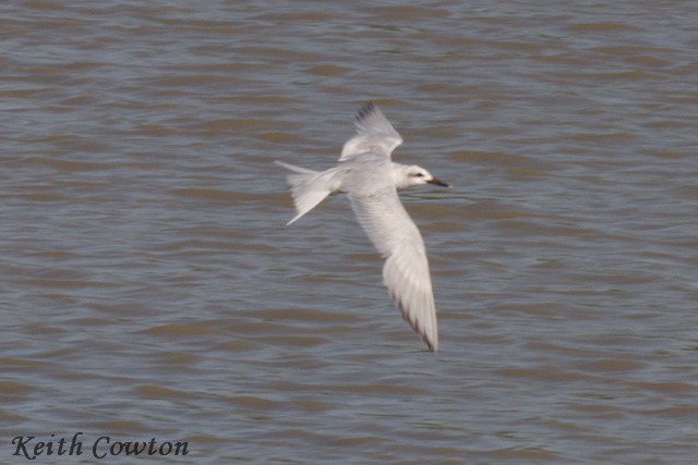 Snowy-crowned Tern - Keith Cowton