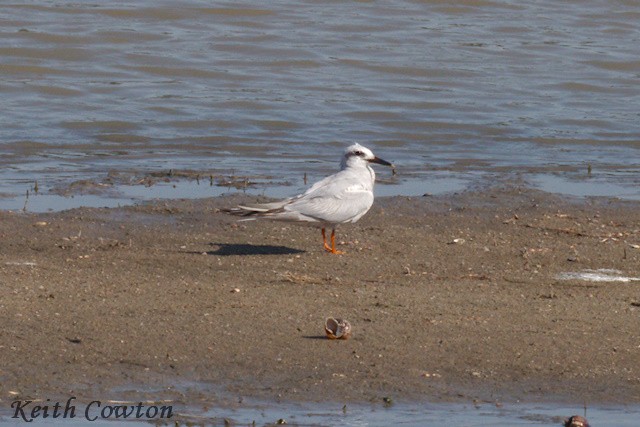 Snowy-crowned Tern - ML555990421