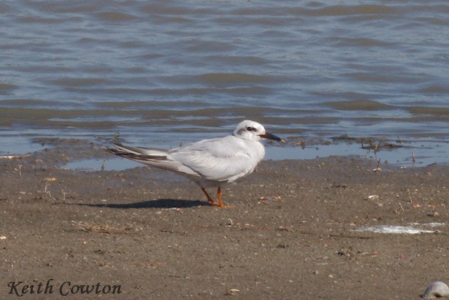 Snowy-crowned Tern - ML555990431