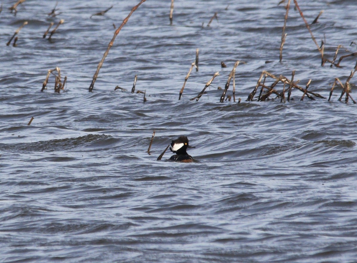 Hooded Merganser - ML555990571