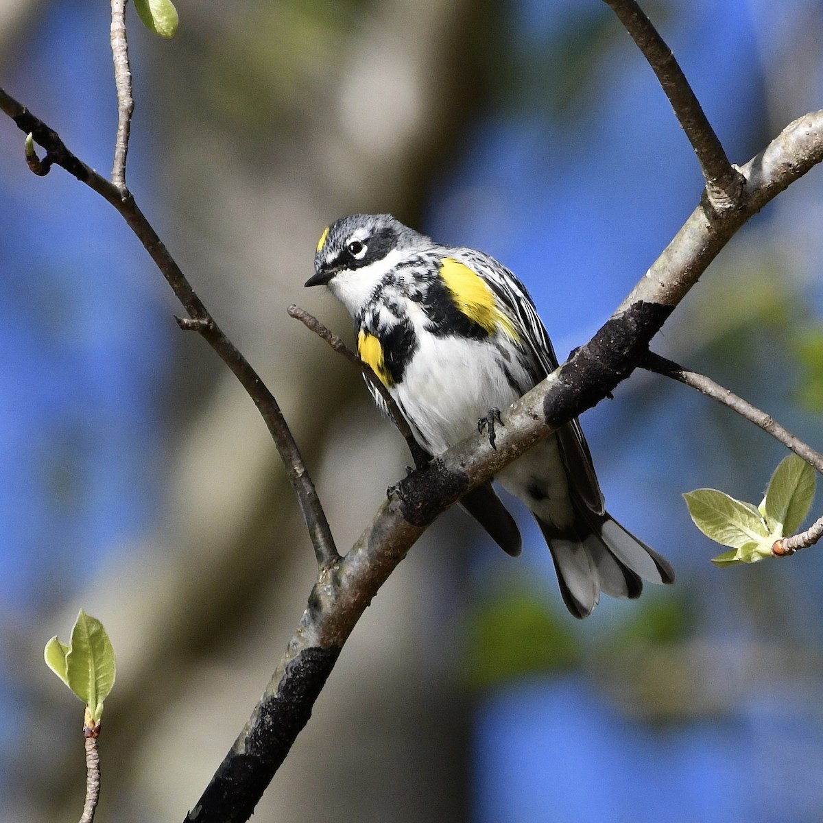 Yellow-rumped Warbler - ML555990631