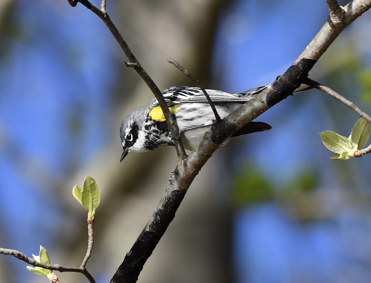 Yellow-rumped Warbler - ML555990651