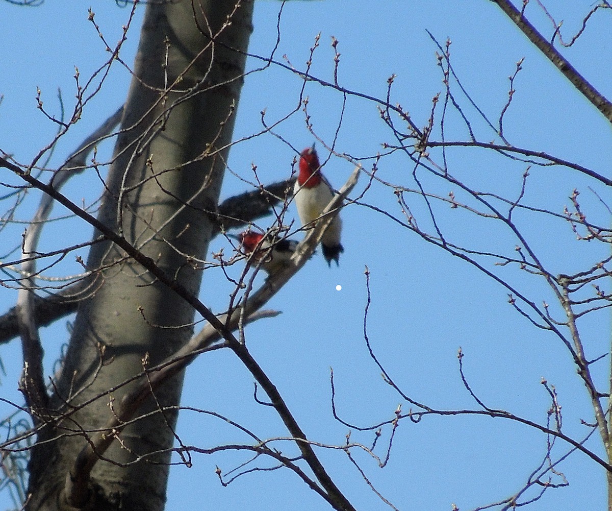 Red-headed Woodpecker - ML55599131