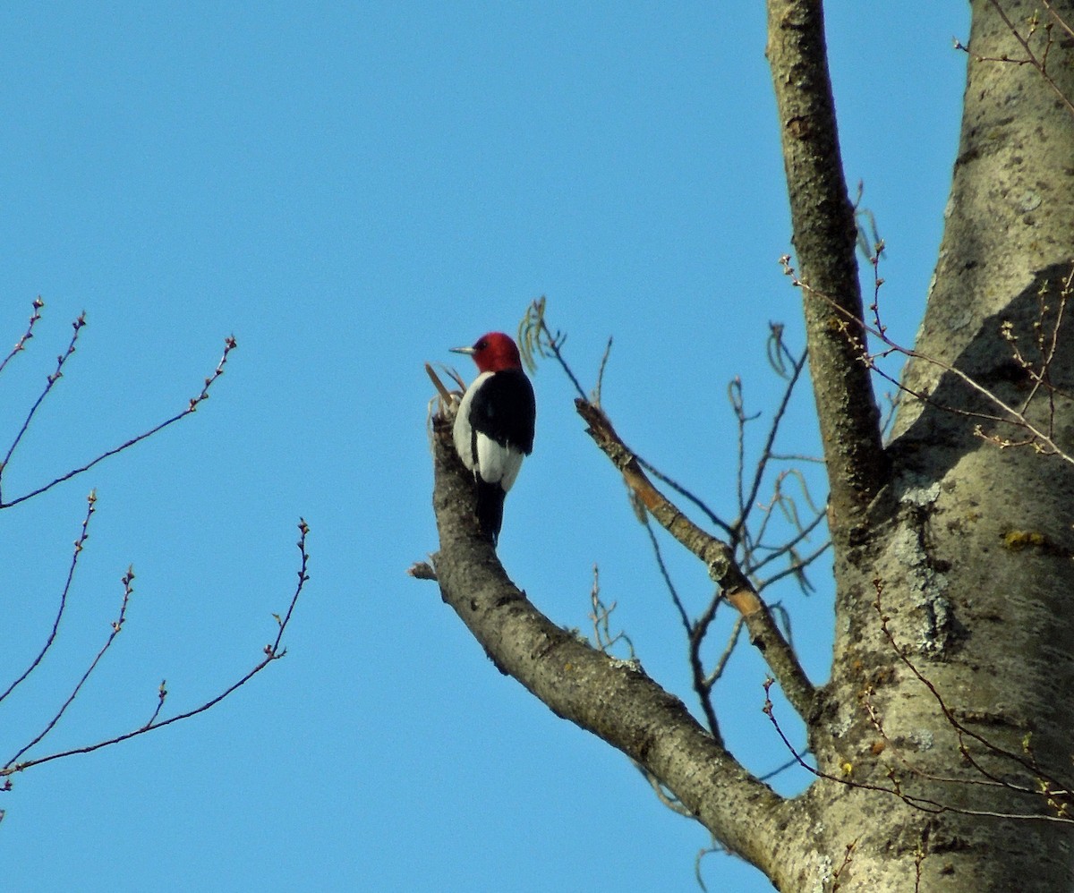 Red-headed Woodpecker - ML55599141