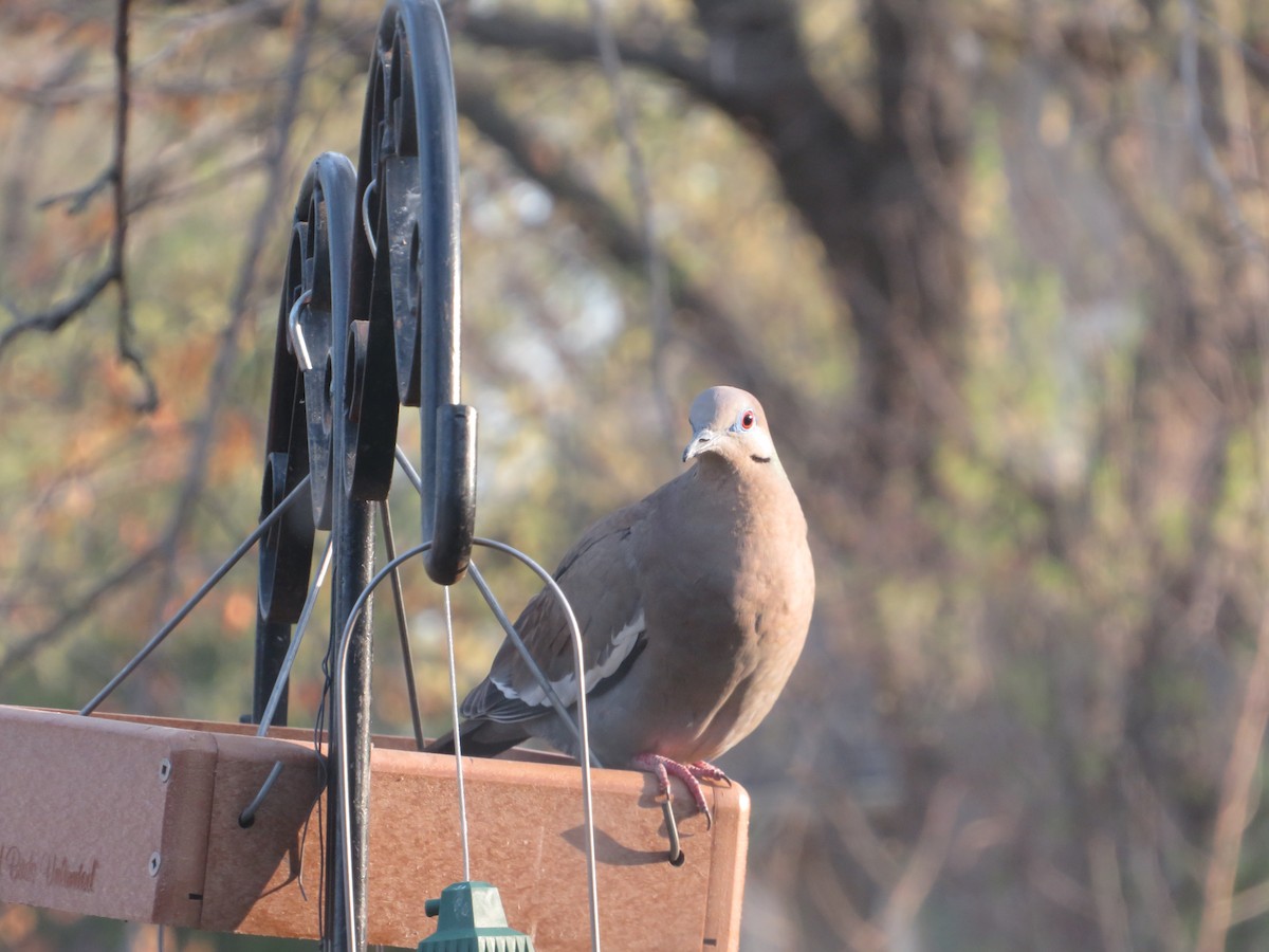 White-winged Dove - Barry Jones