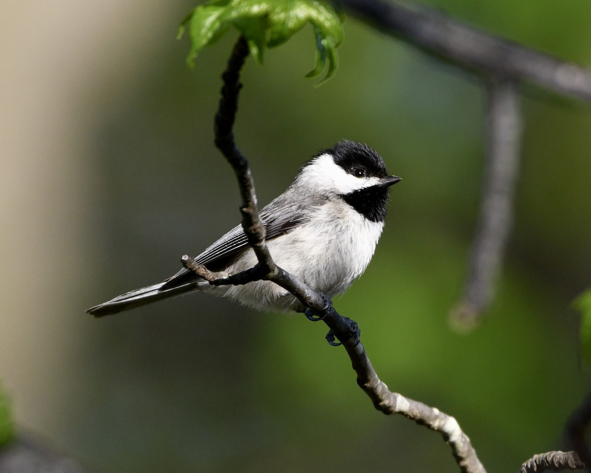 Carolina Chickadee - ML555991511