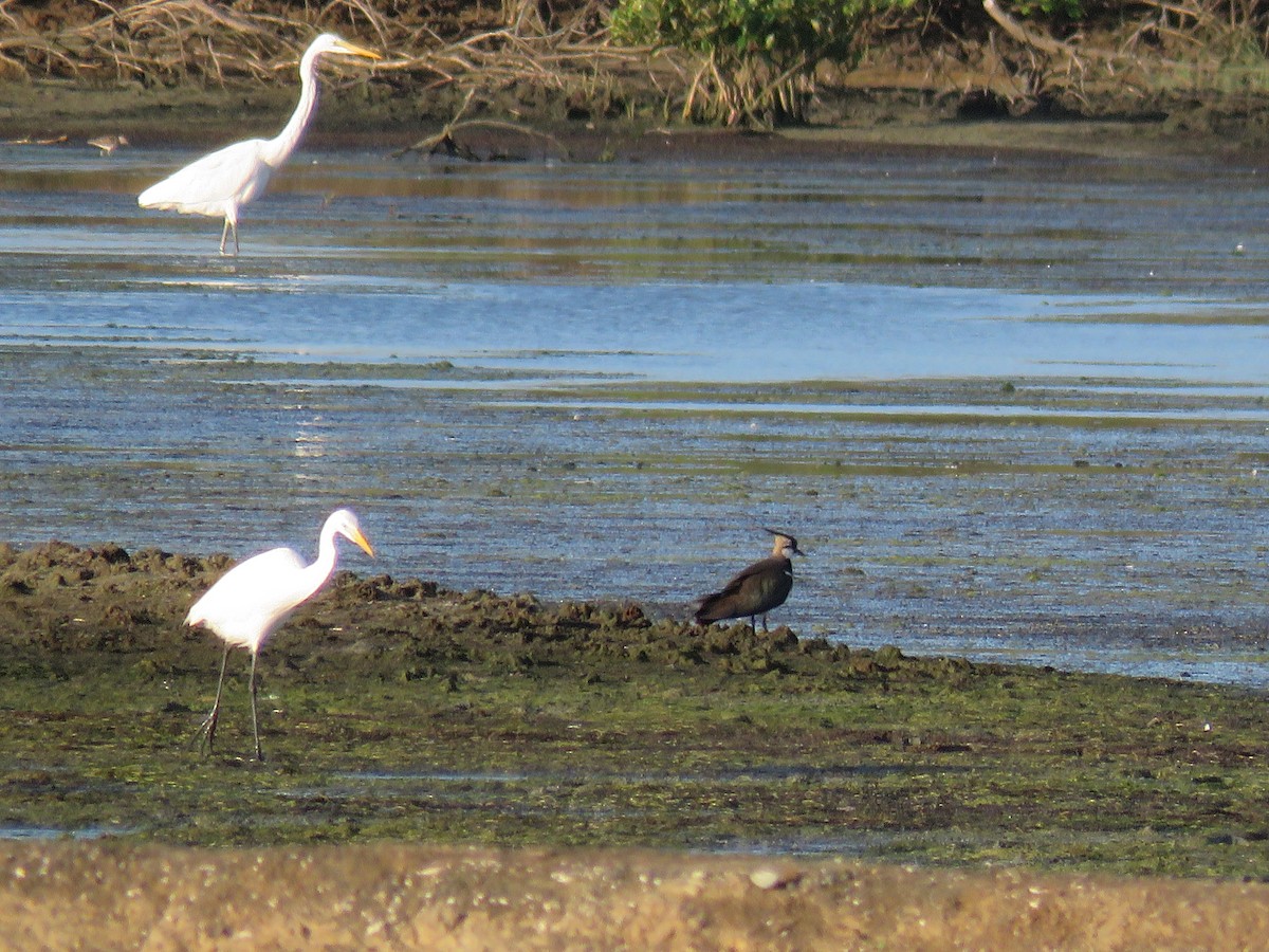 Northern Lapwing - ML55599181