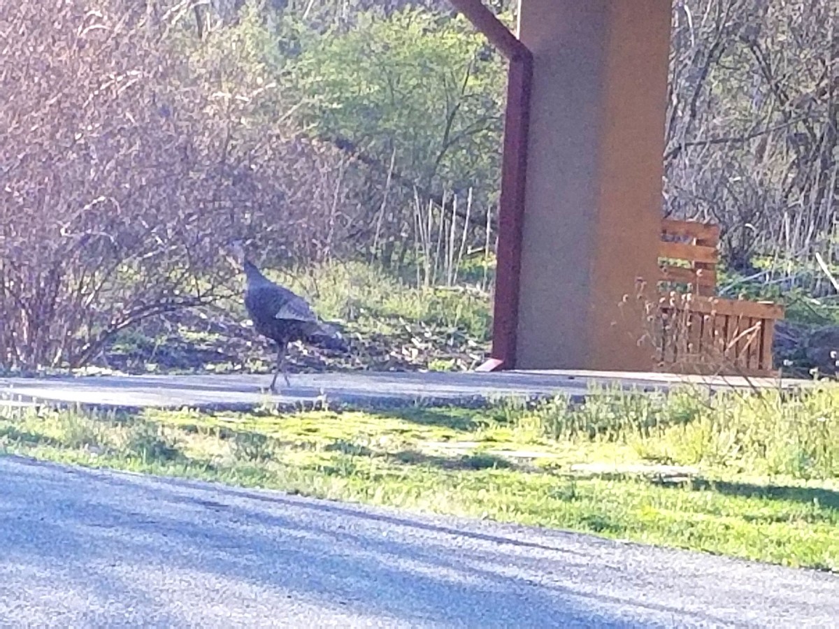 Wild Turkey - J. Peter Graeffe