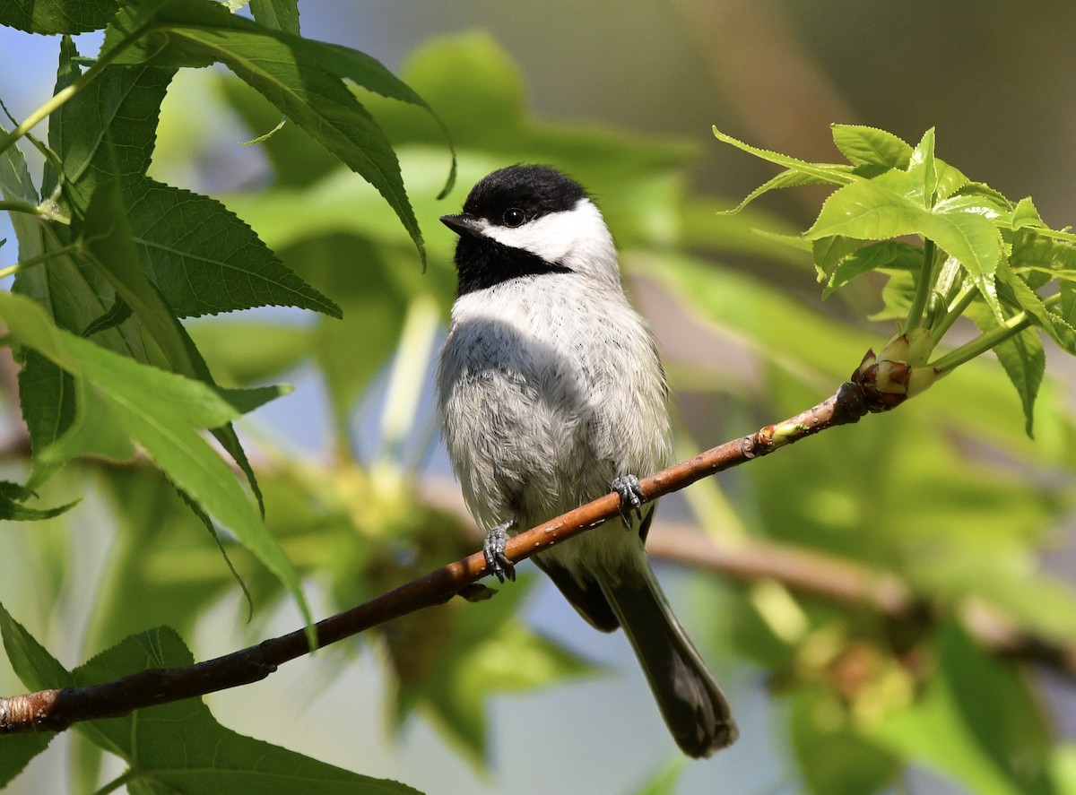 Carolina Chickadee - ML555992251