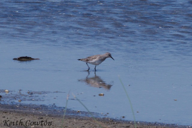 Weißbürzel-Strandläufer - ML555993161