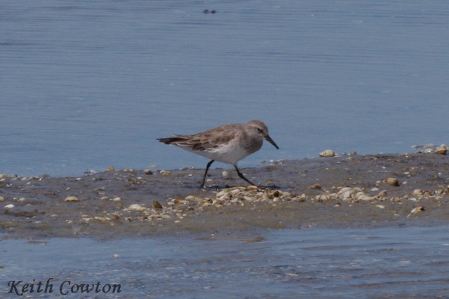 White-rumped Sandpiper - Keith Cowton