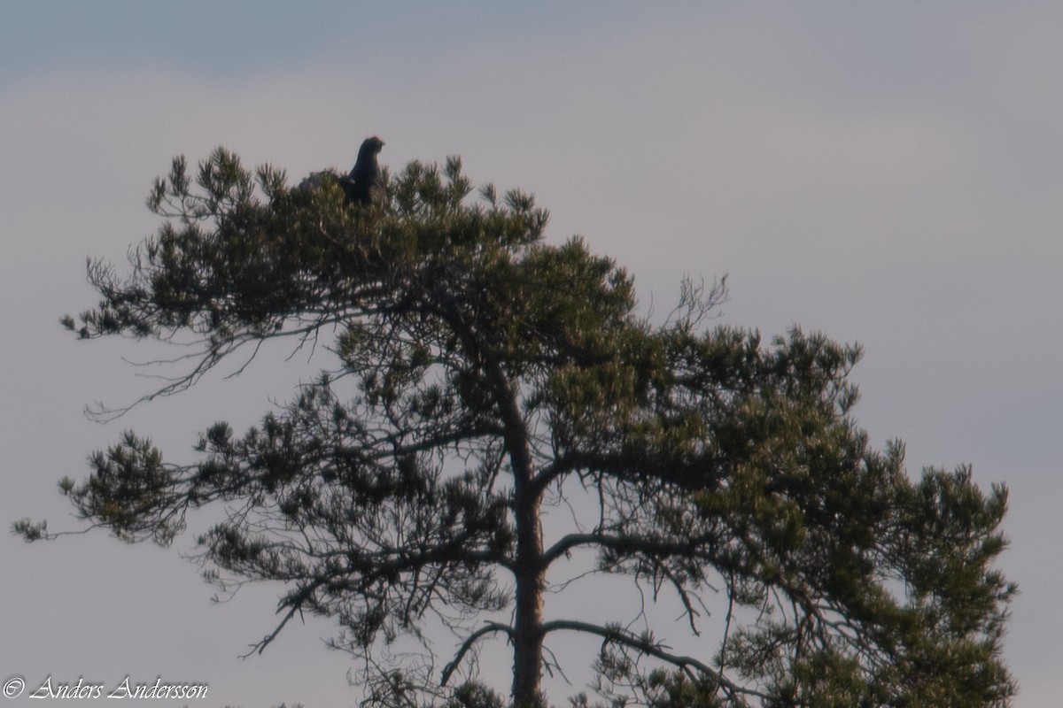 Black Grouse - Anders Andersson