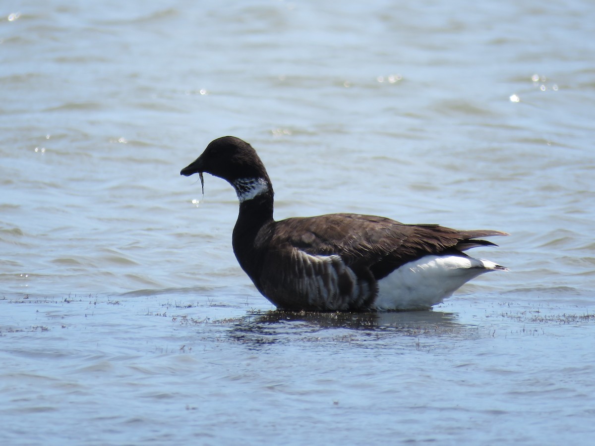 ברנטה כהה - ML55599451