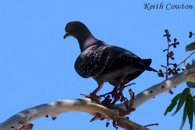 Spot-winged Pigeon (maculosa) - ML555995971