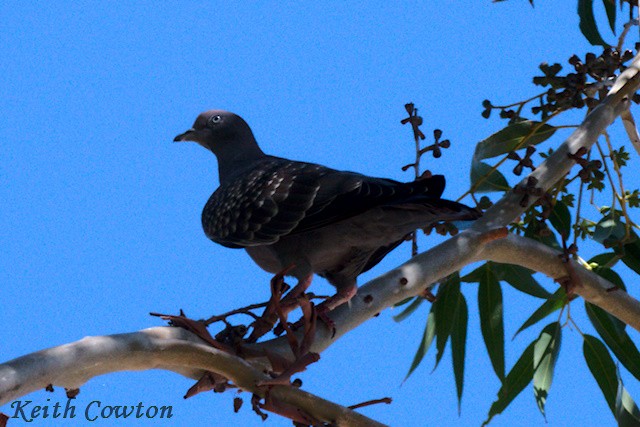 Pigeon tigré (maculosa) - ML555995981