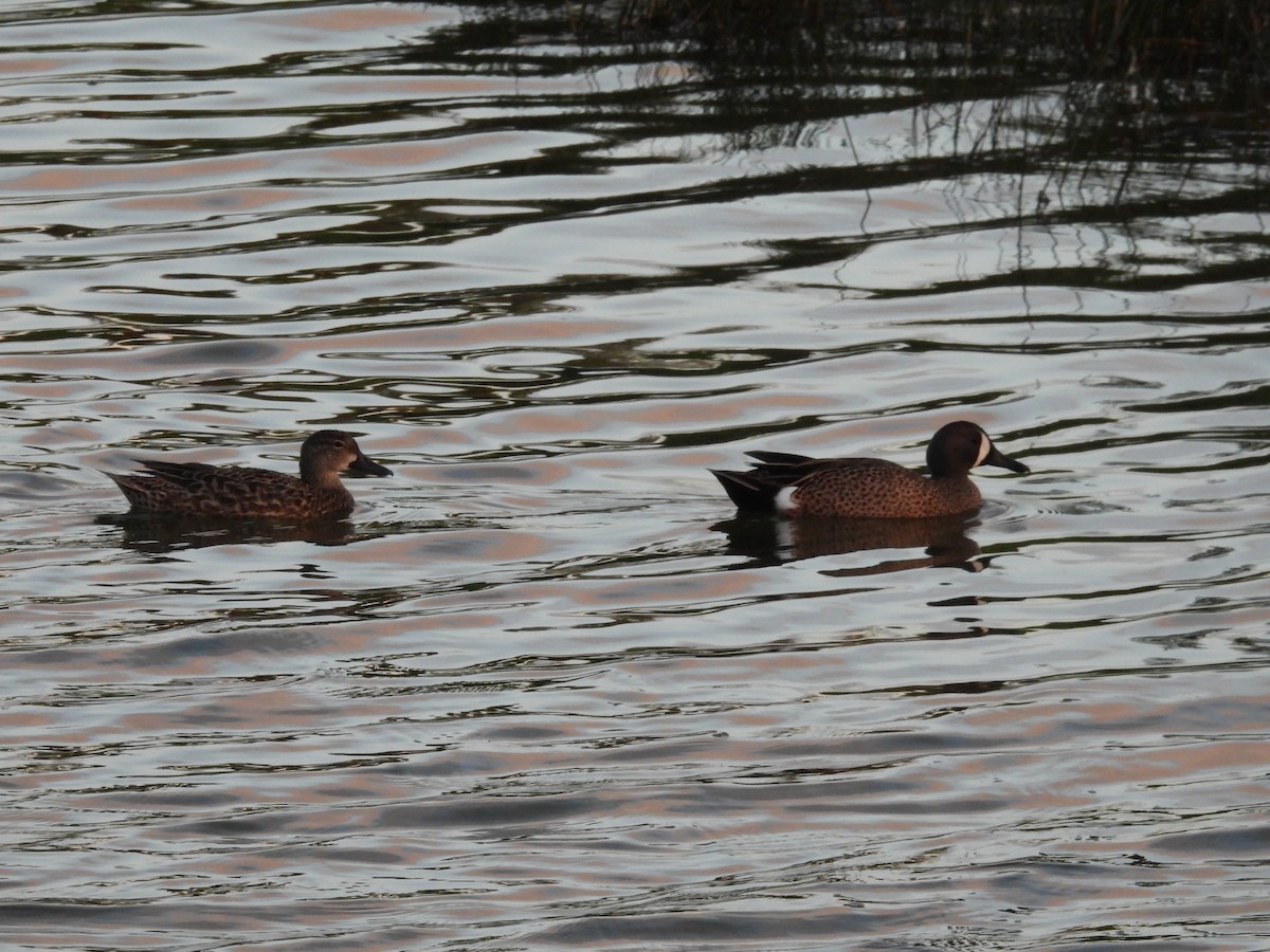 Blue-winged Teal - ML555997181