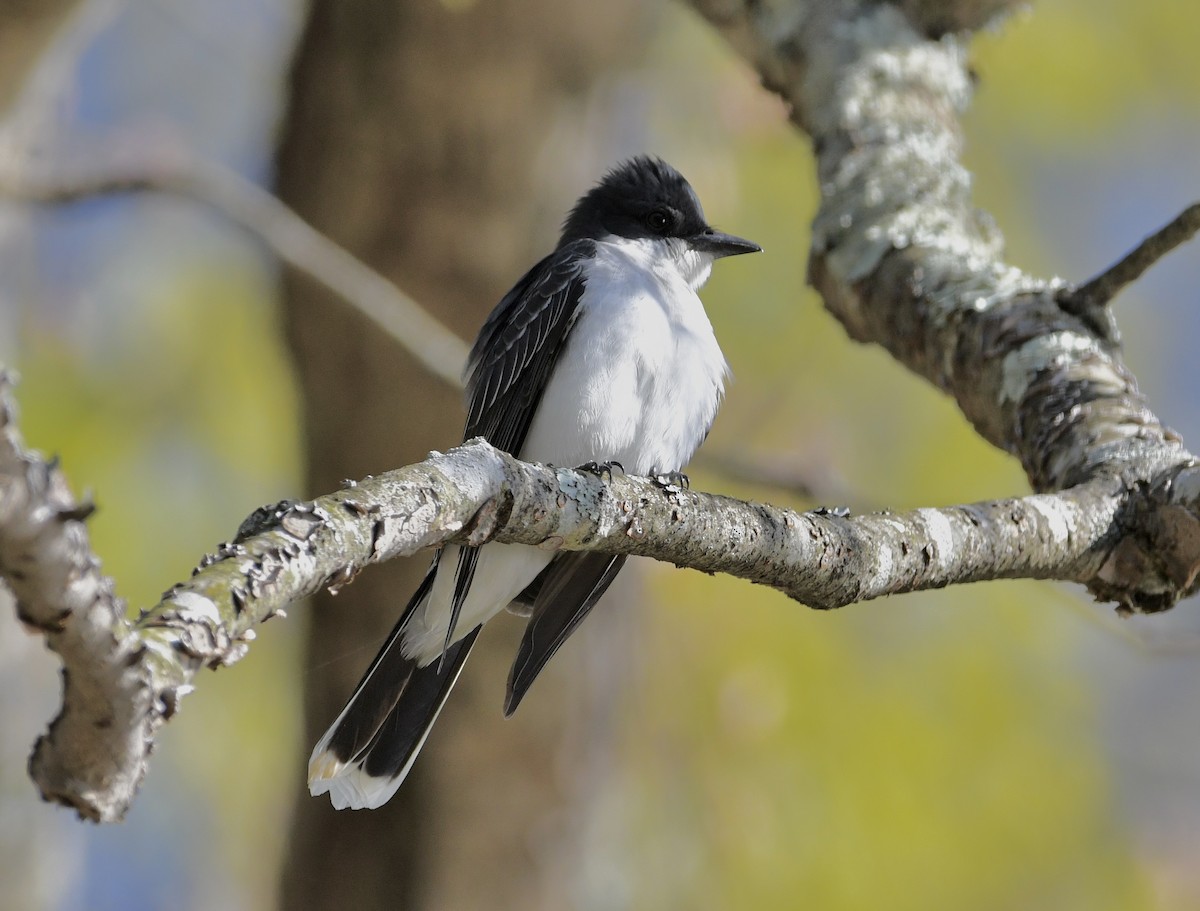 Eastern Kingbird - ML555997251