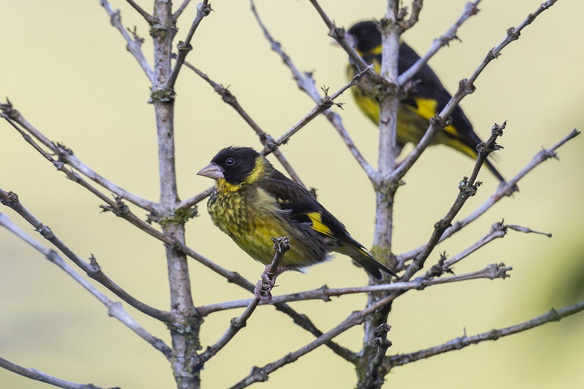 Vietnamese Greenfinch - Matthew Kwan