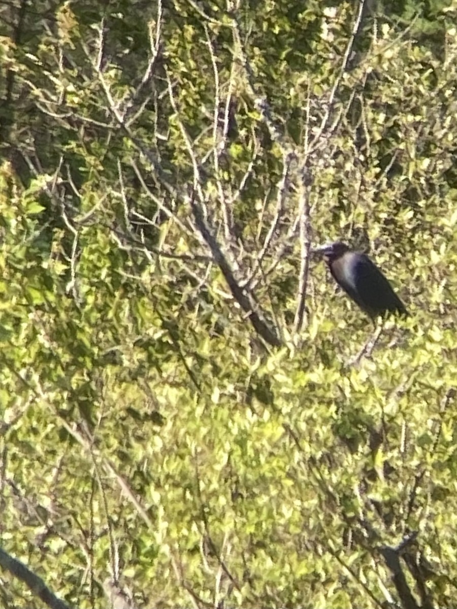 Little Blue Heron - ML556000941