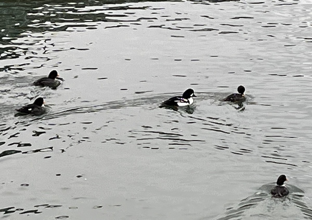 Barrow's Goldeneye - ML556001211