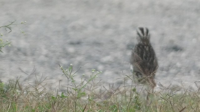 Eastern Meadowlark (Eastern) - ML556001781