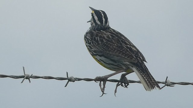 Eastern Meadowlark (Eastern) - ML556001791