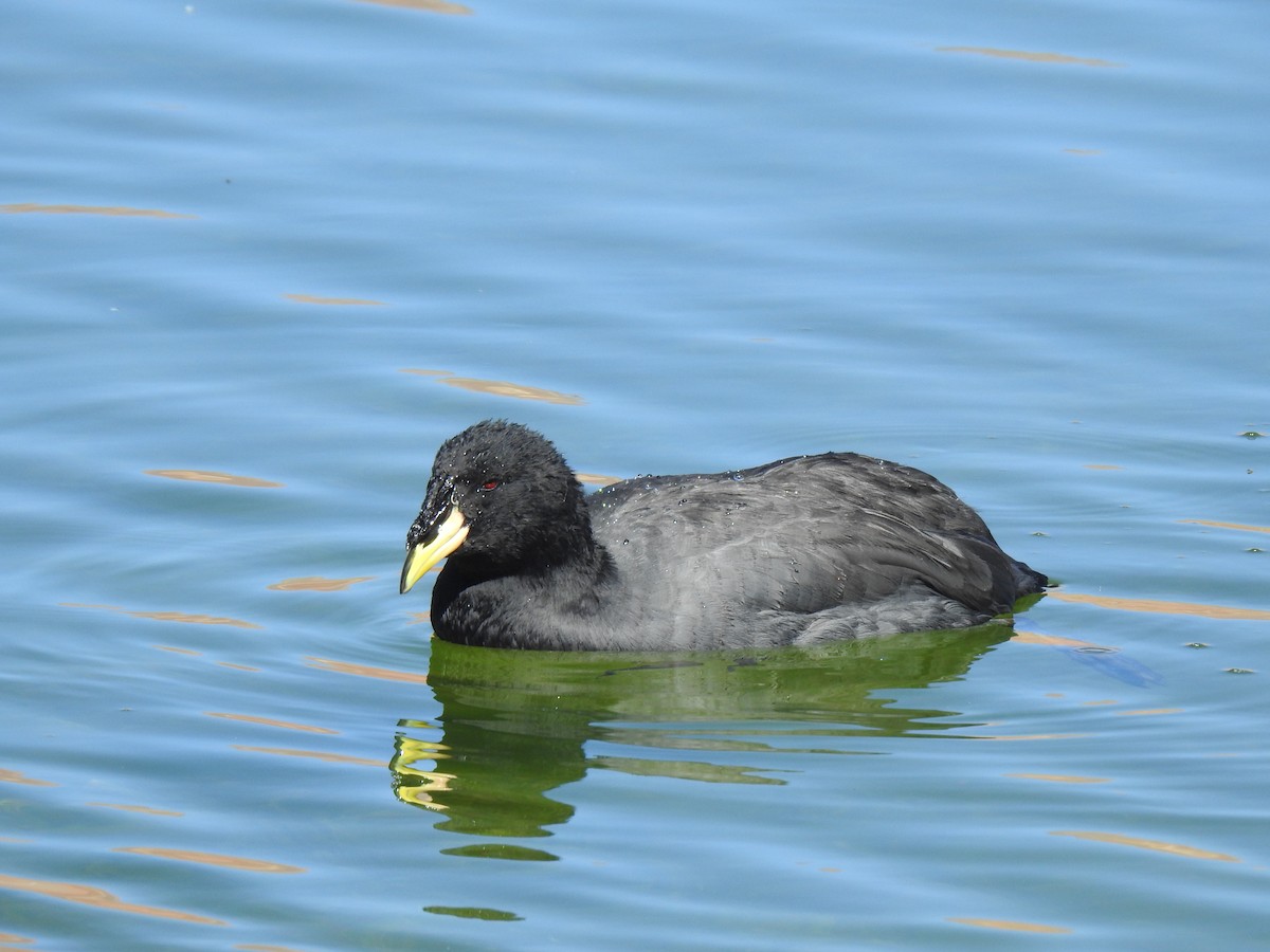 Horned Coot - ML556002711