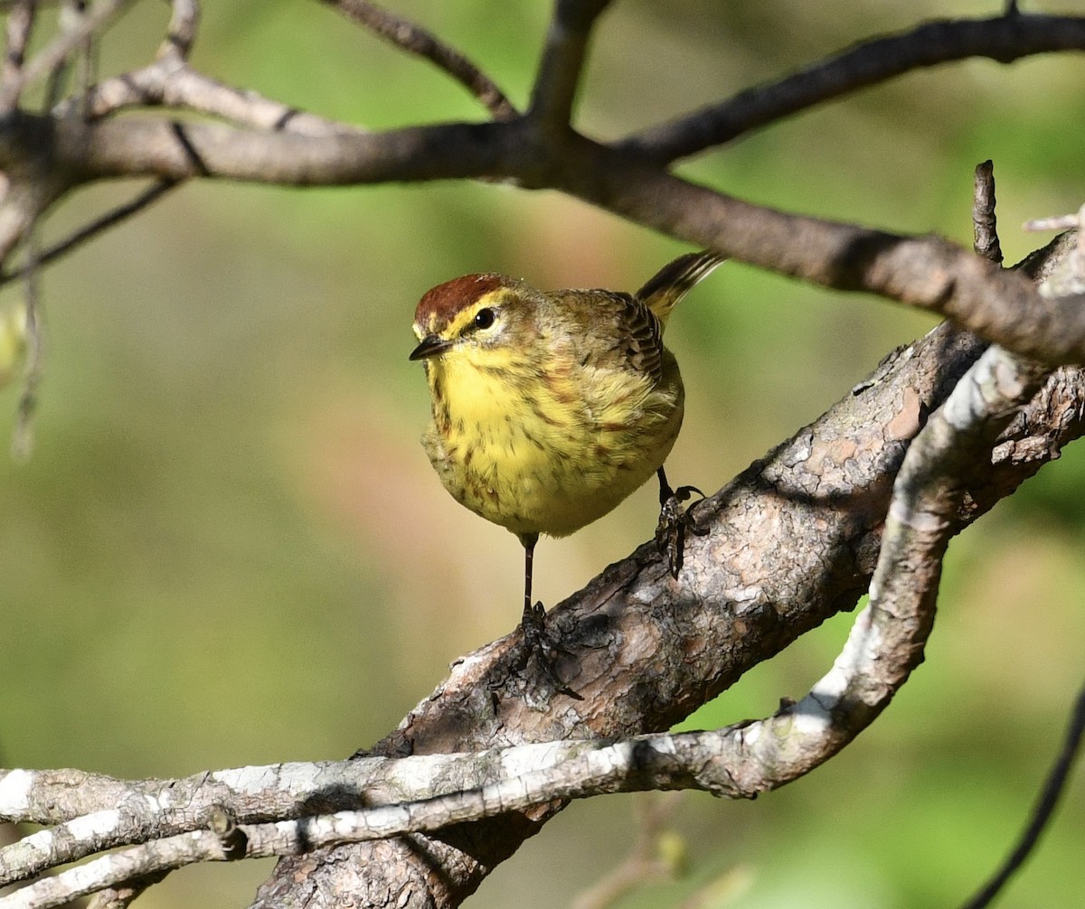 Palm Warbler - ML556002941