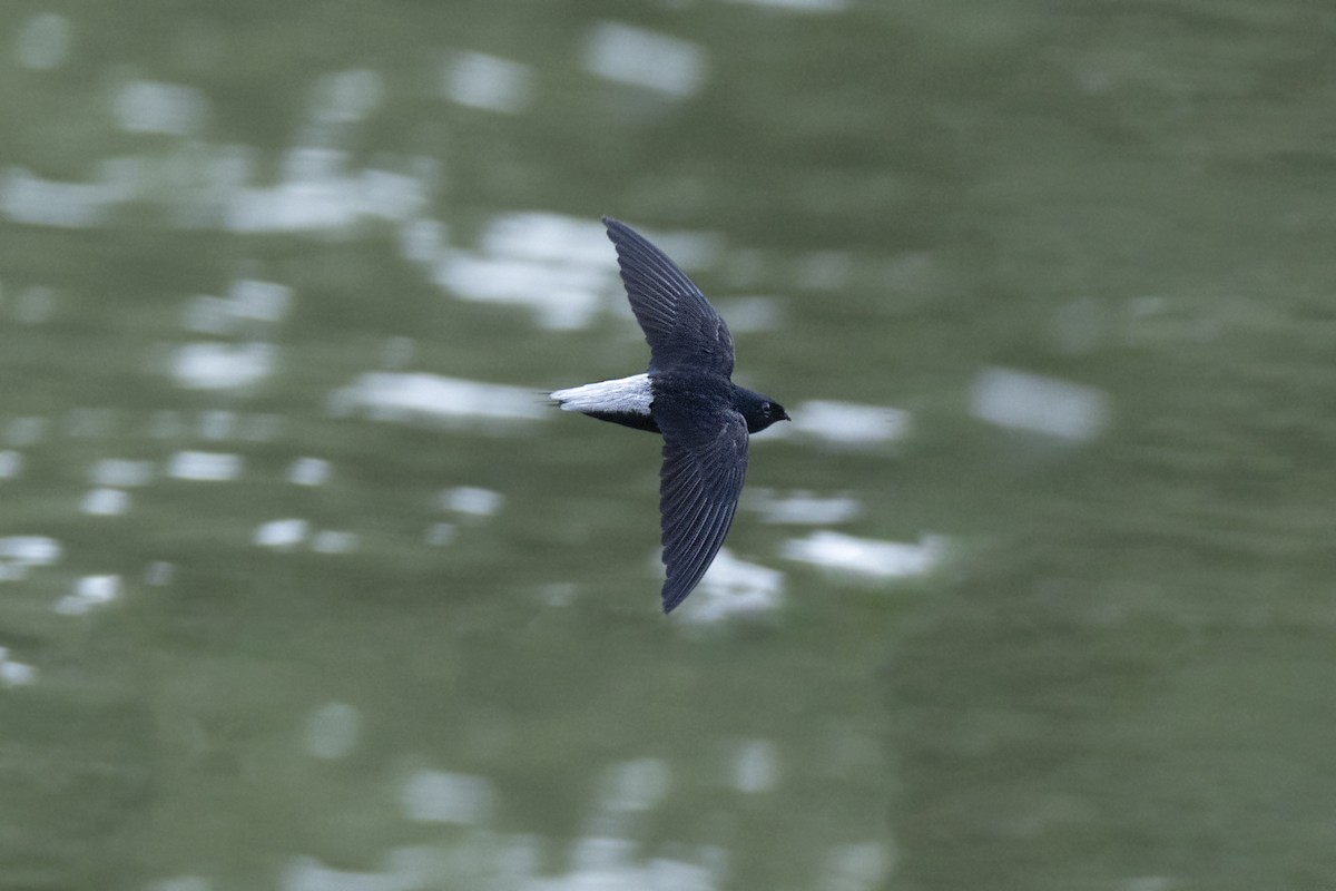 Silver-rumped Spinetail - ML556003271