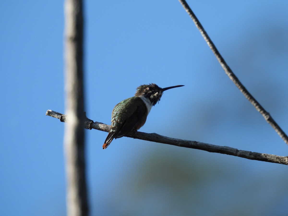 Colibri des Bahamas - ML556003641